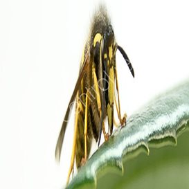 pest control plug in devices