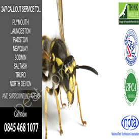 mitie pest control cheltenham