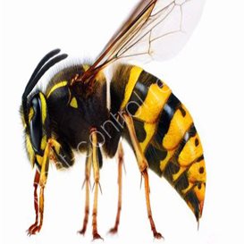 wirral pest control bees