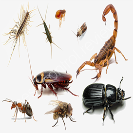pest control barnstaple devon