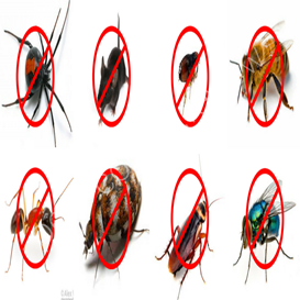 pest control diy vs professional