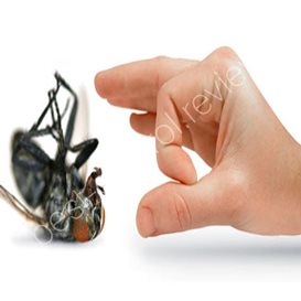 morris pest control launceston