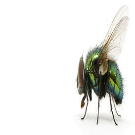 fenn pest control