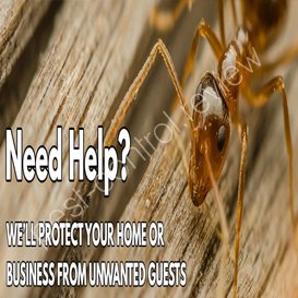 able pest control albany ny