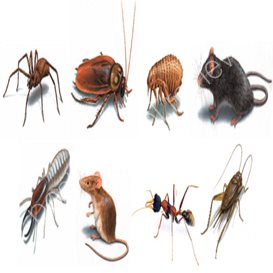 lady bug pest control reviews