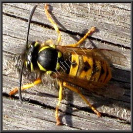 caerphilly council pest control