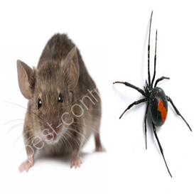 naples pest control