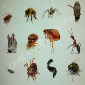 pest controller skipton area
