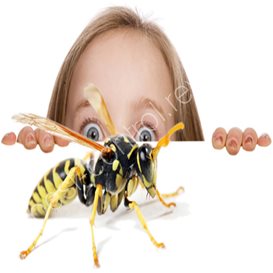 ryedale pest control
