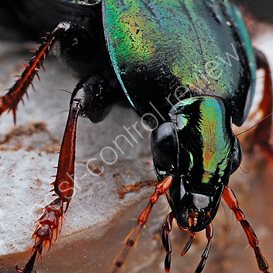 pest control hong kong