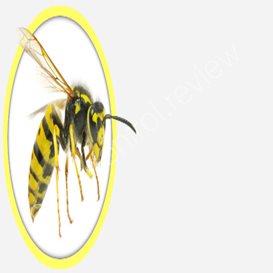 pest control brisbane prices