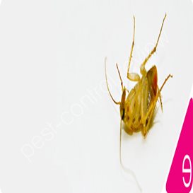 pest control mice leicester