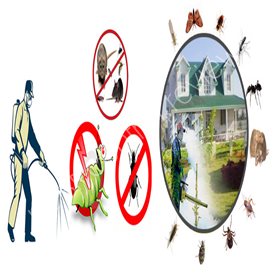 sandwich isle pest control