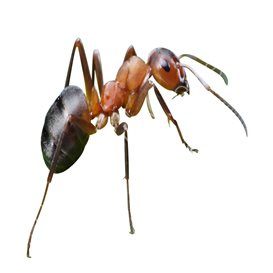 colonial pest control reviews