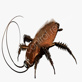 abell pest control toronto