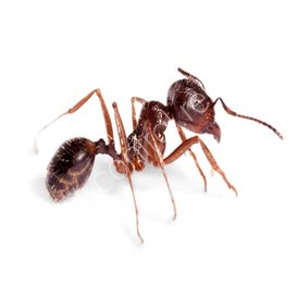 bioguard pest control