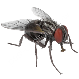 wheatland pest control