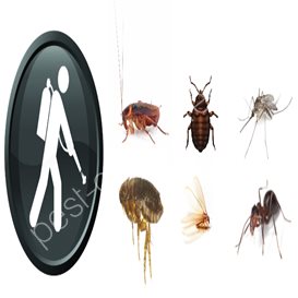 natural green pest control thailand