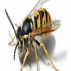 pest control india kolkata address