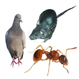 pest control supply company