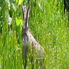 pest control supermarket promo code