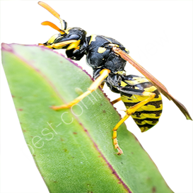 mccloud pest control chicago
