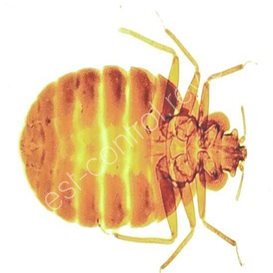 5 star pest control isle of wight