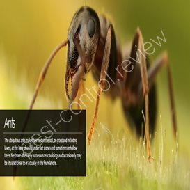 certificated pest control