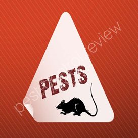 pest control whitehaven