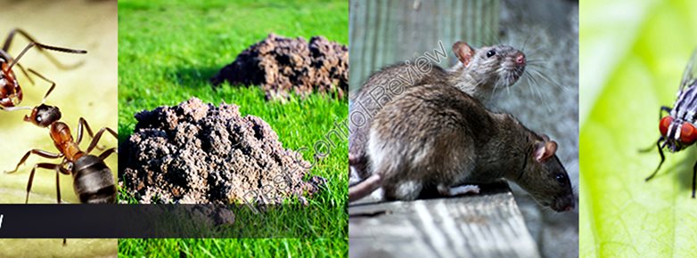 Pest control services in london