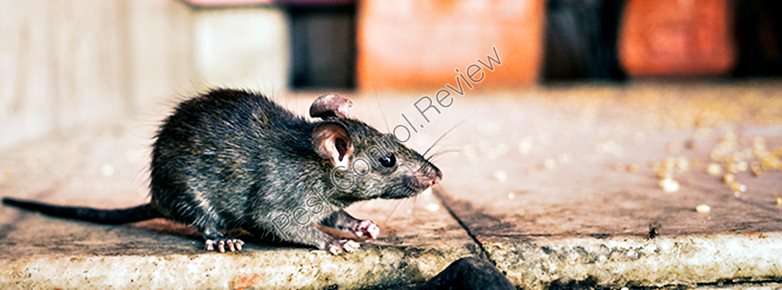 Are pest control services worth the money