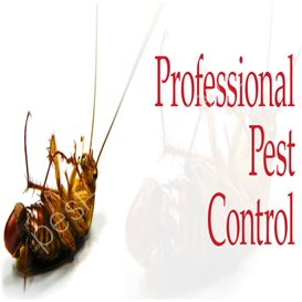 bradford council pest control wasps